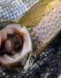 NightFlight™ – Significantly Improves Downstream Salmon Smolts and Fingerlings Survival