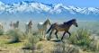 The Wild West Reimagined: New Legislation Champions Rewilding for Climate and Community Resilience