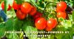 NutriHarvest® Unveils Organic Fertilizer That Boosts Yields up to 48% and Protects Waterways