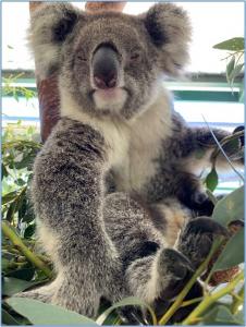 Photo of koala in tree taken by Jennifer Skiff of the Center for a Humane Economy