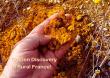 Historic Discovery: 150 Tons of Gold Found in French Field