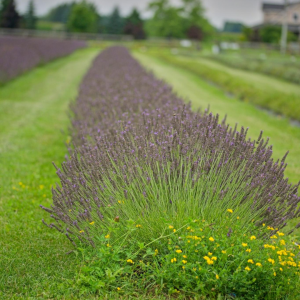 Lavender Fields at Hereward Farms