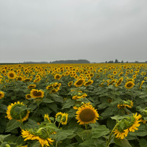 Sunflower Fields at Hereward Farms