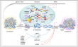 Biological roles for three strand DNA and RNA flipon structures