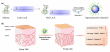 Supramolecular Bakuchiol in Ionic Liquid Boosts Anti-Aging Efficacy with Less Irritation