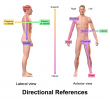 The Brookbush Institute Publishes NEW Course and Glossary Updates: 'Anatomical Directions'