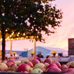 michigan apples at sunset