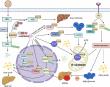 Unlocking a New Era in Liver Cancer Treatment: The Power of Neddylation-Targeted Therapies