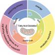Unveiling the Power of Fatty Acid Oxidation in Cancer Progression and Therapy