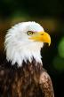 Animal Wellness Action Calls for End to Federal Government Support for Tribal Animal Sacrifice