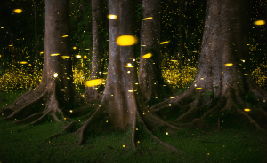 Fireflies glow in front of large trees and forest.
