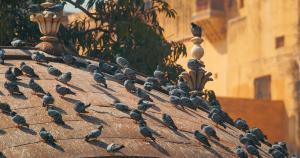 A flock of pigeons gathered closely together on a building rooftop.