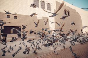 A flock of pigeons soars above a city street behind a commercial building.