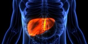 Liver