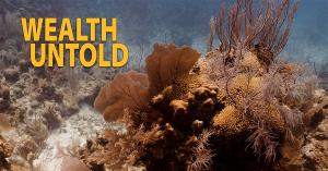 Underwater view of vibrant coral reef with bright red and yellow colors.