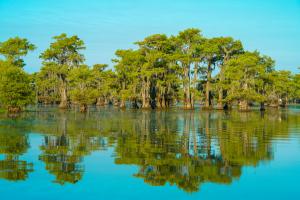 bald cypress