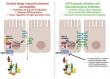 New Study Links Intestinal Cannabinoid Receptors to Alcohol-Induced Leaky Gut