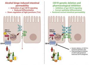 Gut cannabinoid receptor 1 regulates alcohol binge-induced intestinal permeability