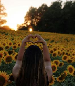 Sunflower Garden 2025