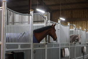 HorseLight Blue Light