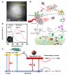 J-Type Supra-(Carbon Dots) for Near-Infrared Light-Triggered Pyroptosis