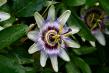 Passion Flower Extract Market to Reach USD 3.9 Billion by 2035 Amid Rising Demand for Natural Remedies | FMI
