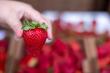 39th Annual California Strawberry Festival—Strawberry Treats And Family Fun
