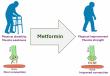 Metformin could treat health conditions of old people, particularly those with functional disability, study finds