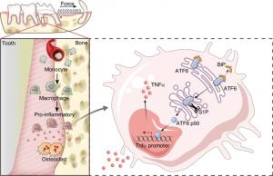 Figure 1. Macrophage ATF6 Accelerates Bone Remodeling in Orthodontic Tooth Movement.