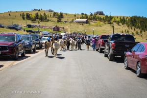 Donkey Release Cripple Creek