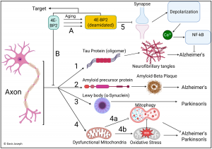 Davis Joseph's Unified Theory of Alzheimer's, Parkinson's and other brain-related diseases