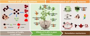 Figure 1. Dual Roles of Iron-Based Nanoparticles in Soil–Plant Systems.