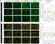 Revealing the key player in oral submucous fibrosis: could COMP be the solution?