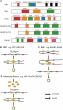 RNA-Binding Proteins and Circular RNAs: A New Frontier in Cancer Therapy