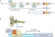 Reimagining Cancer Therapy by Targeting the MYC Axis