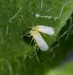 Pheronym®’s Nemastim™ Advances Biological Control of Whiteflies in Breakthrough Foliar Application