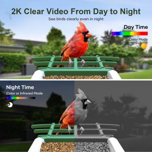 squirrel proof bird feeder - 2K clear video from day to night