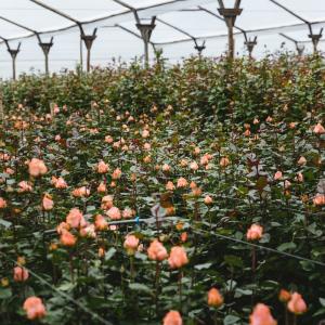 Del Alma Grow House