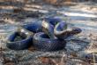 Eastern Indigo Snakes Released in Alabama and Florida as Part of Long-term Reintroduction Effort