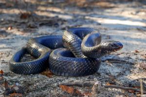 Eastern Indigo Snake - Ben Stegegna