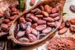 Cocoa Derivatives Market Set to Reach USD 72.96 Billion by 2035, Driven by Expanding Applications in Food and Pharma
