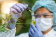 US Cannabis Testing Services Market Size to Reach USD 4.71 Bn, Globally by 2032 at 12.7% CAGR: Coherent Market Insights