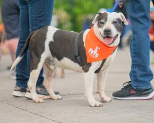 dog reno wellness