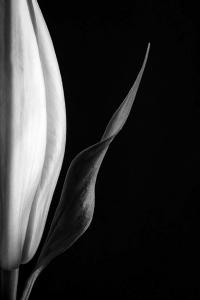 The Queen's Wave by Photographer Maria Marriott. A minimalistic black and white depiction of a lily.