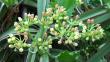 Cissus Quadrangularis Market to Reach USD 26.4 Million by 2035, Driven by Rising Demand for Natural Supplements