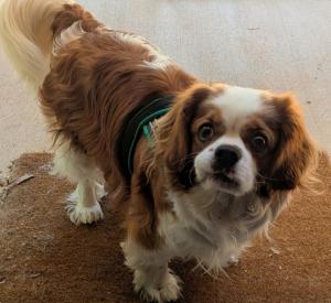 Remi, a two-year old Cavalier King Charles Spaniel received a house call veterinary visit from Dr. Daley in Wake Forest.