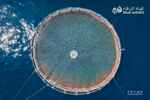 Blue Waters Net