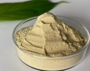 Xylanase Market