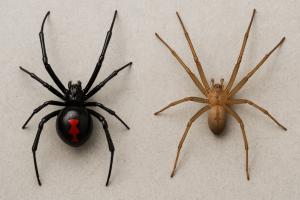 Spider Pest Control