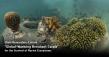 Chula Researchers Culture 'Global-Warming Resistant Corals' for the Survival of Marine Ecosystems